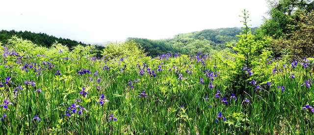 P1060620b_アヤメ.jpg